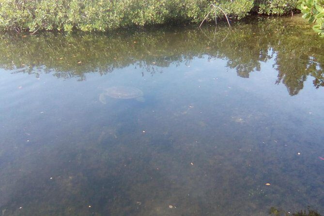 Mamma Gal East End Native Experience - A Closer Look at the Mamma Gal East End Native Experience