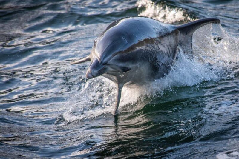 Manapouri: Doubtful Sound Overnight Cruise (2 Nights) - The Return Journey