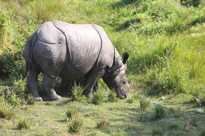 Manas National Park Safari, Lunch with pick up from Guwahati - Final Thoughts