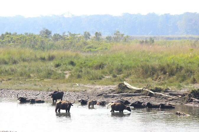Manas National Park Safari, Lunch with pick up from Guwahati - FAQ