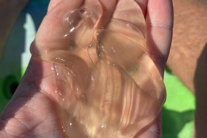 Manatee and Dolphin Kayak Tour - FAQ