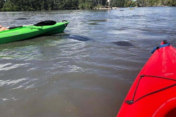 Manatee and Dolphin Kayaking Encounter - Final Thoughts