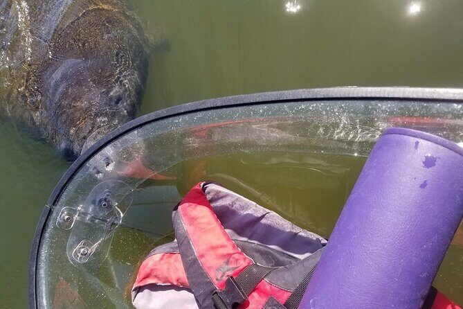 Manatee And Dolphin Tour - Manatee and Dolphin Tour in St. Petersburg: An Up-Close Nature Experience