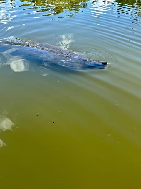 Manatee and Nature Tour of Ormond Beach - What to Expect on Your Paddleboard Adventure