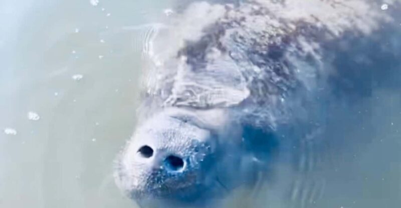 Manatee and Nature Tour of Ormond Beach - A Few Considerations