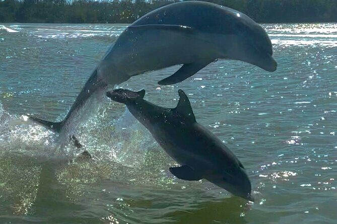 Manatee, Dolphin and 10,000 Islands Sunset Cruise! - An In-Depth Look at the Manatee, Dolphin, and 10,000 Islands Sunset Cruise