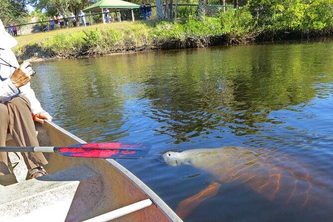 Manatee Kayak Encounter - Who Would Love This Tour?