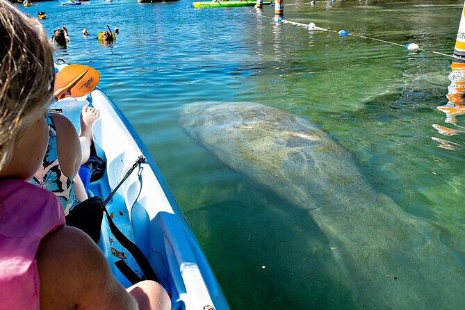 Manatee Kayak Encounter - Final Thoughts: Is This Tour Worth It?
