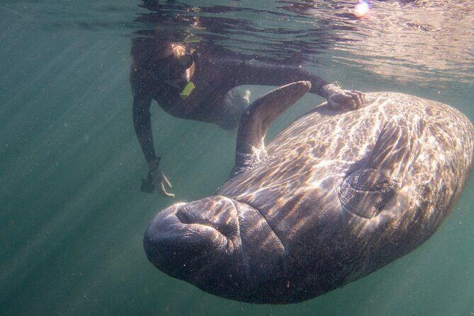 Manatee Magic Private 3 Hour Swim Heated Boat with Restroom - Final Thoughts: Who Will Love This Tour?