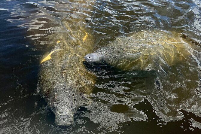 Manatee Sightseeing and Wildlife Boat Tour - The Sum Up