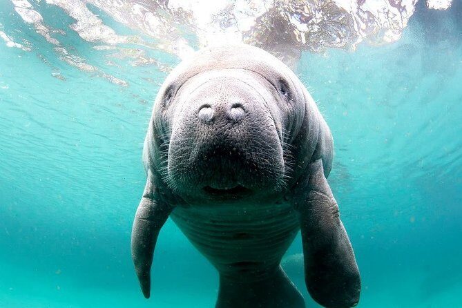 Manatee Snorkel Tour - Small Group - Practical Details and What You Need to Know