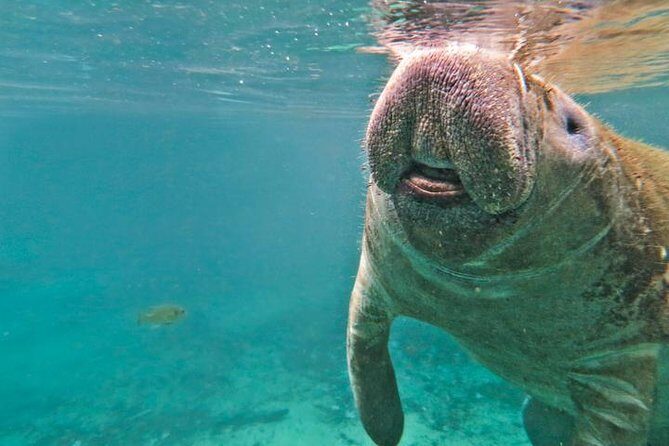 Manatee Swim and Wildlife Park with Upgrade Options from Orlando - FAQ