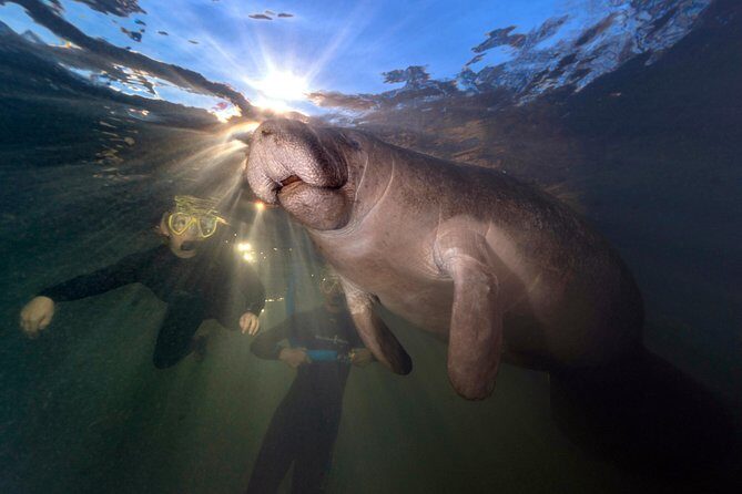 Manatee Swim Tour with In Water Photographer - Who Should Consider This Tour?