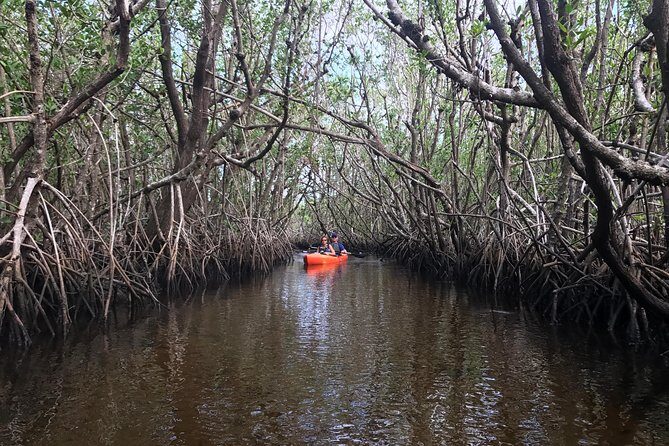Manatees and Mangrove Tunnels Small Group Kayak Tour - Analyzing the Value: Is It Worth the Price?