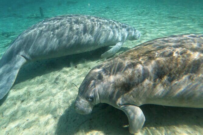 Manatees, Monkeys and Florida Natural Spring Adventure Tour - Final Thoughts: Is It for You?