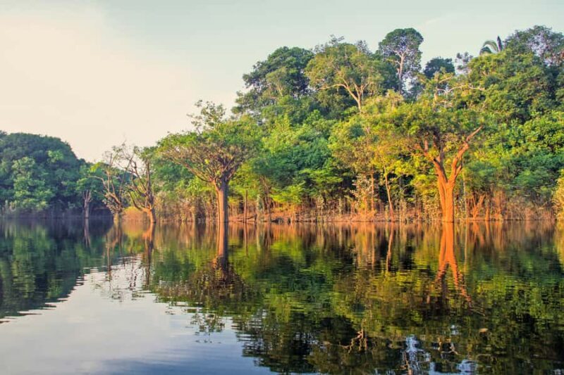 Manaus: Amazon Jungle Half-Day Walking Tour - Practical Considerations