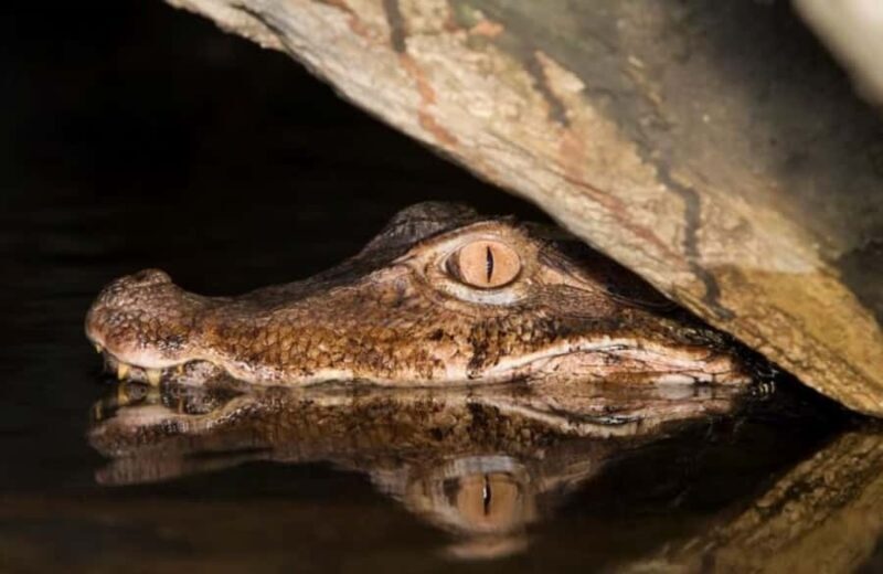 Manaus: Amazon Jungle Tour with Alligator Night Watch - Manaus: Amazon Jungle Tour with Alligator Night Watch