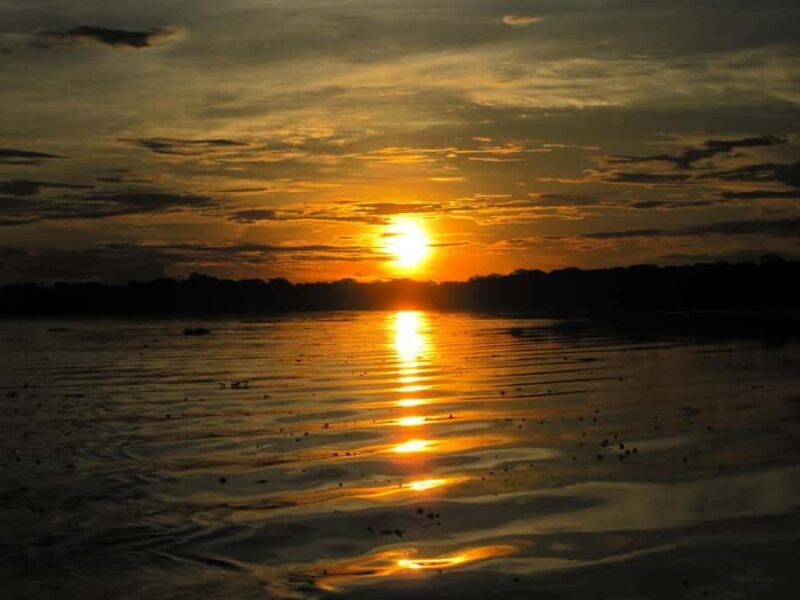 Manaus: Amazon Jungle Tour with Alligator Night Watch - Key Points