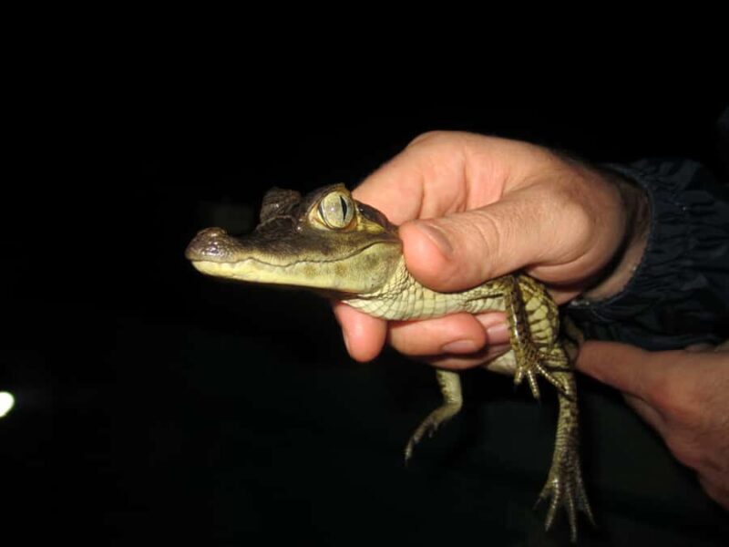 Manaus: Amazon Jungle Tour with Alligator Night Watch - What makes this tour stand out?