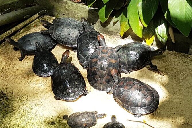 Manaus City Tour e Musa - FAQ