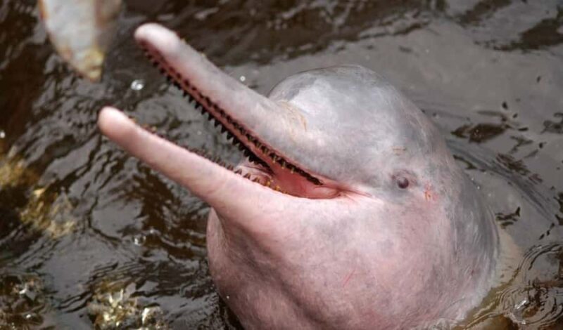 Manaus: Meeting of the Waters & Pink Dolphin Tour with Lunch - Who Should Consider This Tour?