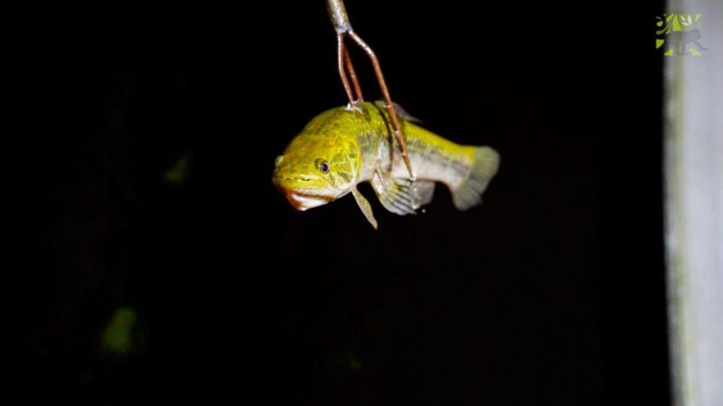 Manaus: Multi-Day Amazon Survival Trip with Camping - Final Thoughts