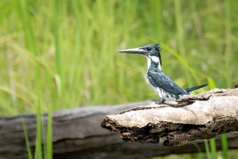 Manaus: Multi-Day Amazon Trip at Tapiri Floating Lodge - Authentic Experiences and Practical Tips