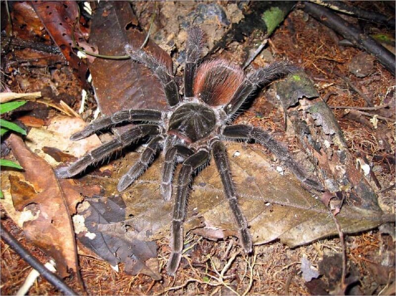 Manaus: Multi-Day Amazon Trip at Tapiri Floating Lodge - Who Will Love This Tour?