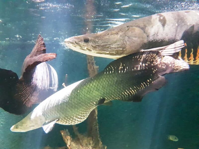 Manaus: MUSA and INPA Museums with Observation Tower Tour - Key Points