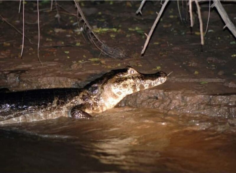 Manaus: Piranha Fishing and Alligator Watch Evening Tour - A Deep Dive into the Experience