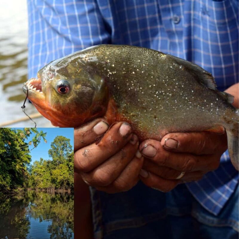 Manaus: Piranha Fishing - Key Points