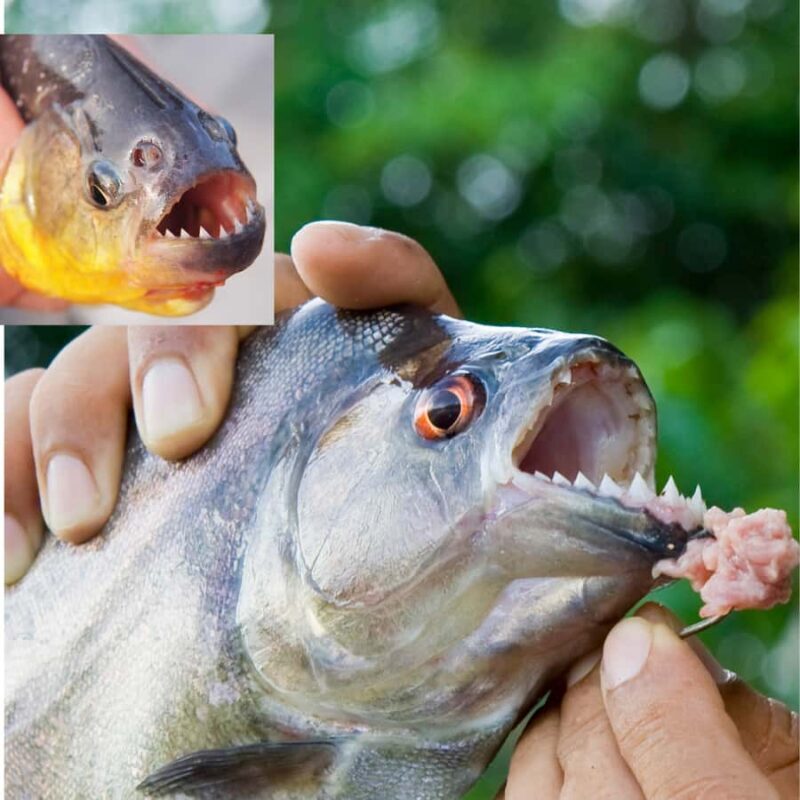 Manaus: Piranha Fishing - A Deep Dive into the Manaus Piranha Fishing Tour