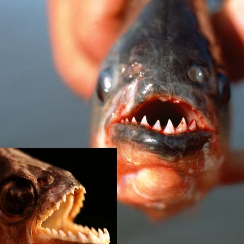 Manaus: Piranha Fishing - Final Thoughts