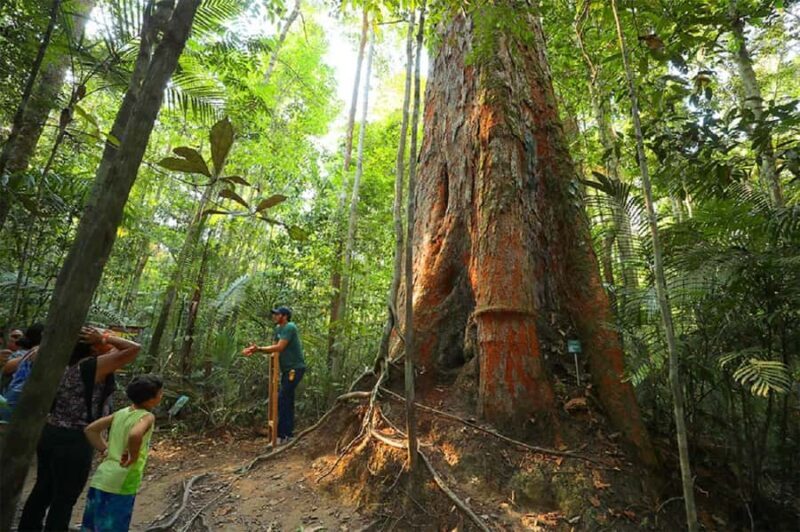 Manaus : Visit to MUSA (Amazon Museum) - Who Should Consider This Tour?
