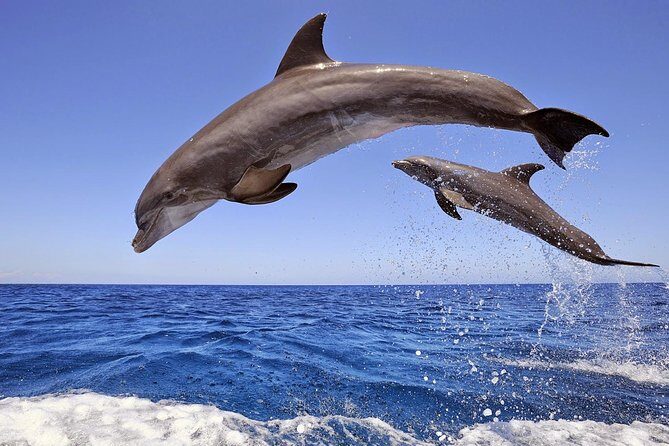 Manavgat and Side Boat Trip with Dolphins Island incl. Lunch - Key Points