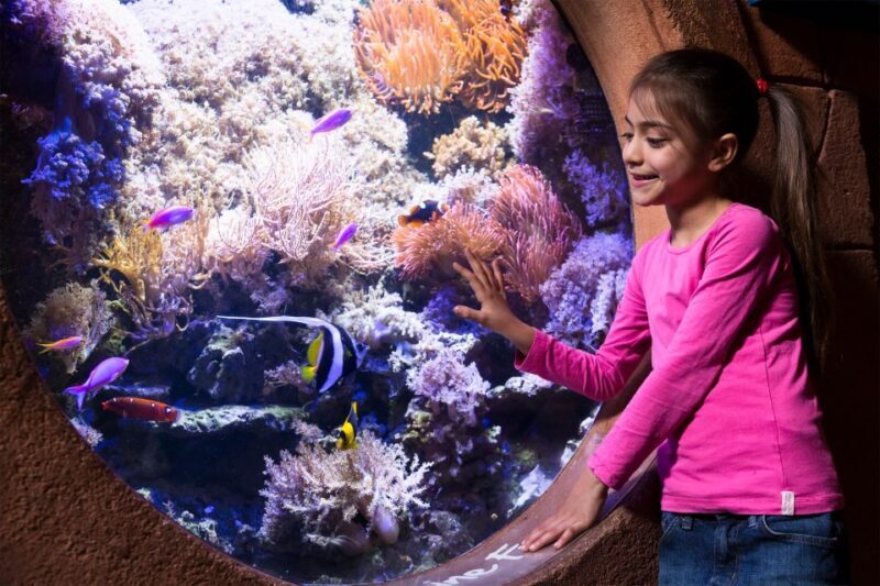 Manchester: SEA LIFE Entrance Ticket - A Deep Dive into the Experience