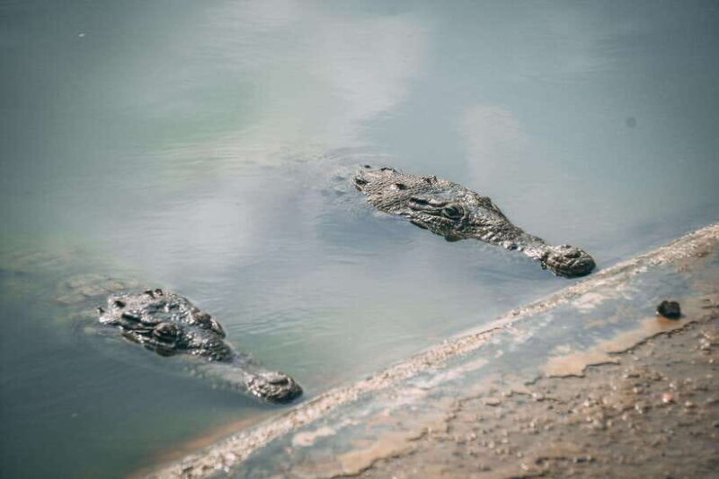 Mancora: Puerto Pizarro - Tour Mangrove Mysteries - A Deep Dive into the Mancora: Puerto Pizarro Tour