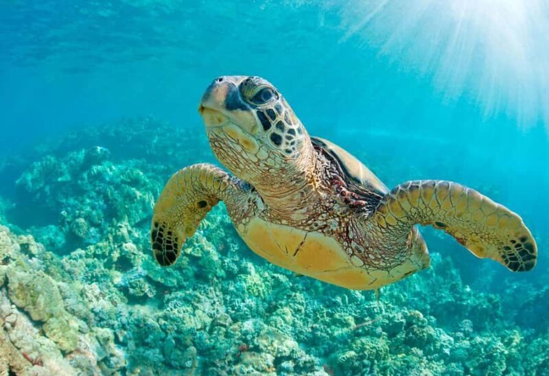 Mancora: Swimming and bathing with turtles | Entrance | - What’s Included and What’s Not