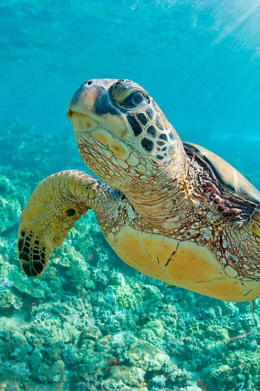 Mancora: Swimming and bathing with turtles | Entrance | - FAQ