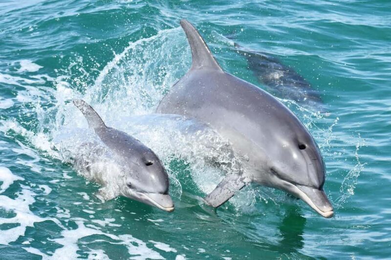 Mandurah: Dolphin and Views Cruise - A Deep Dive into the Mandurah Dolphin and Views Cruise