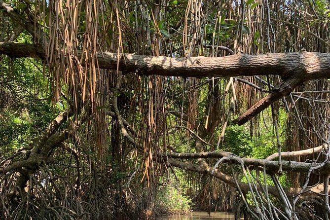 Mangrove Adventure - The Value of the Experience