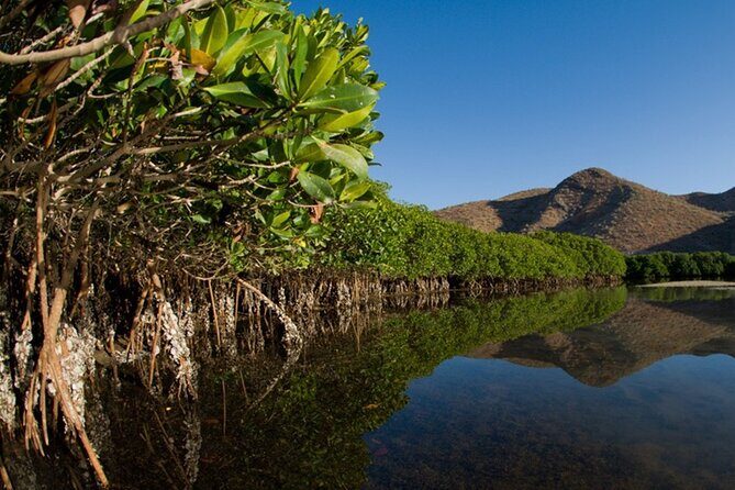 Mangrove Adventure with Snorkeling and Shellfish Tasting - An In-Depth Look at the Tour