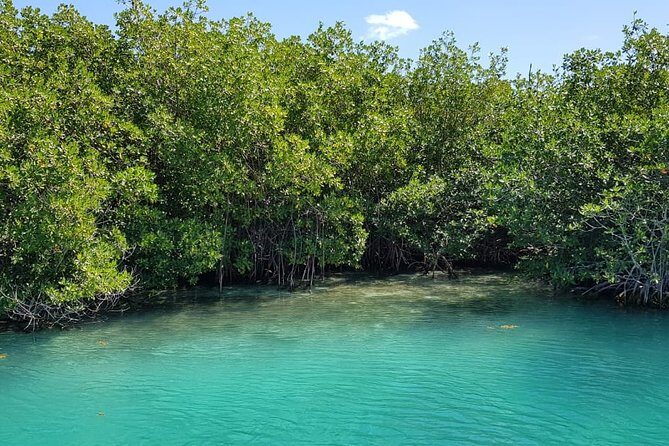 Mangrove and Lagoon Speed Boat Tour - Who Will Love This Tour?