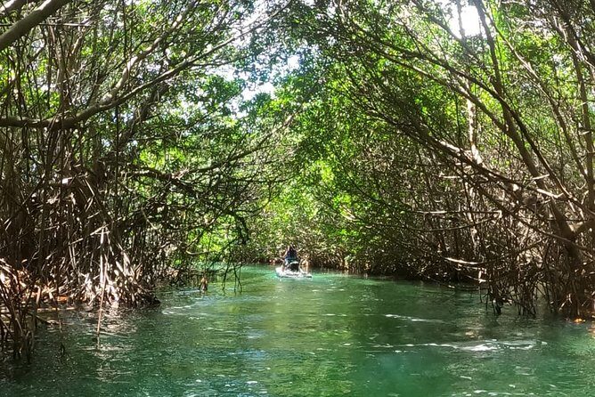 Mangrove and Lagoon Speed Boat Tour - FAQs