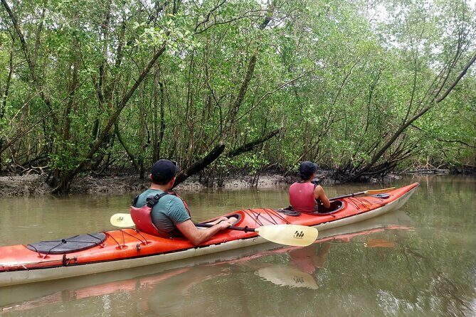 Mangrove, Beaches and Islands by Kayak tour - Key Points