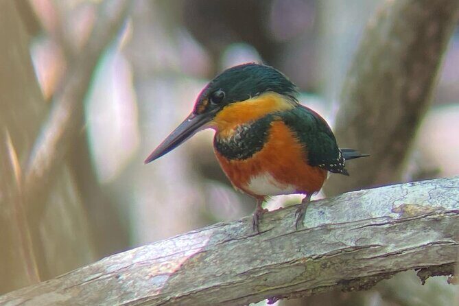 Mangrove Boat Tour - Manuel Antonio - Mangrove Boat Tour - Manuel Antonio: An Authentic Costa Rican Wildlife Adventure