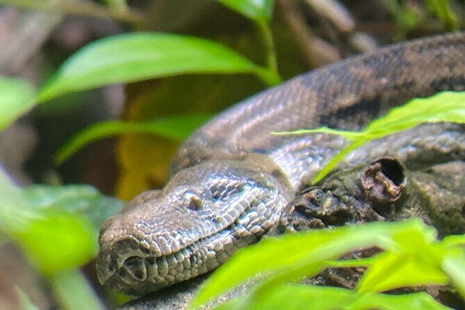 Mangrove Boat Tour - Manuel Antonio - Key Points