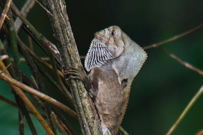 Mangrove Boat Tour - Manuel Antonio - Who Will Love This Tour?