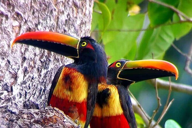 Mangrove Boat Tour - Manuel Antonio - FAQ - Frequently Asked Questions