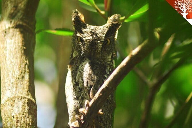 Mangrove Boat Tour Through Kilim Geo Forest Park Langkawi - Key Points